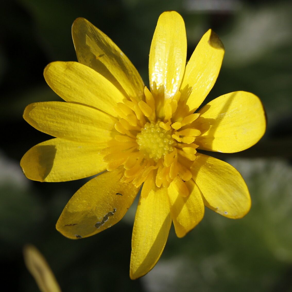 Ranunculus ficaria L.
